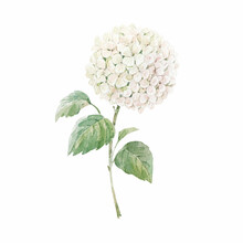 Beautiful Floral Stock Illustration With Hand Drawn Watercolor White Hydrangea Flower. Clip Art.