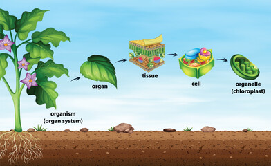 Wall Mural - Cell organisation in plants