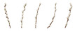 Set of pussy willow branches on white background