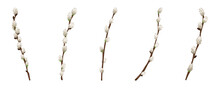 Set Of Pussy Willow Branches On White Background
