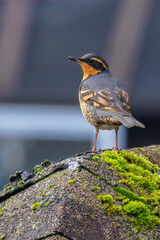 Varied Thrush bird