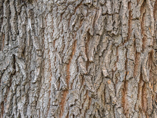 Wall Mural - The texture of the bark of an old willow