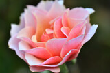 Fototapeta Tulipany - 冬のバラの花