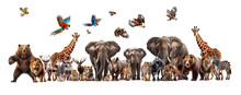 Collection Of Various Wild Animals On White Background