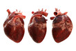 3d rendering of human heart organ from perspective view