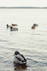 Wall Mural - Close up raft of ducks floating together concept photo. Waterfowl habitat. Front view photography with blurred background. High quality picture for wallpaper, travel blog, magazine, article