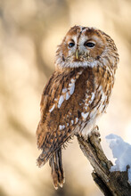 Tawny Owl In Nature In Winter