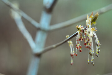 Wall Mural - Close up drooping flowering cluster on maple bare branch concept photo. Front view photography with blurred background. High quality picture for wallpaper, travel blog, magazine, article