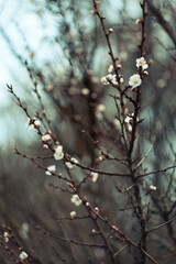 Wall Mural - Close up cherry blossom buds on branches concept photo. Flowering twigs in early spring. Photography with blurred background. High quality picture for wallpaper, travel blog, magazine, article