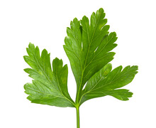 Cilantro Leaf Isolated On White Background. Fresh Sriprava Greens For Food Close-up.