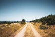 © Cavan Images - dirt road in the middle of the field with pine trees against blue sky