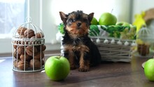 A Cute Little Fluffy Yorkshire Terrier Puppy Sits Near A Juicy Green Apple And A Walnut Basket Looks Into The Camera Against A White Wicker Basket Of Green Apples
