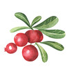 Set of cowberry with green leaves and red berries Vaccinium vitis-idaea, lingonberry, mountain cranberry. Watercolor hand drawn painting illustration isolated on white background.