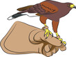 Harris's Hawk on glove - vector illustration