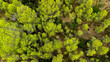 aerial top view of coniferous forest in Spain