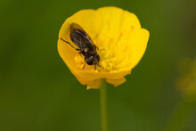 Buttercup, Yellow Flower, Insect Free Stock Photo - Public Domain Pictures