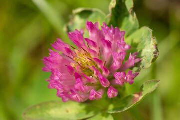 Wall Mural - Macro of Trifolium pratense, the red clover, purple plant on meadow