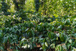 Coffee plantation in Karnataka state of India