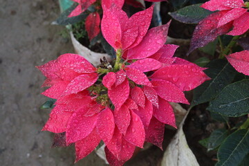 pink colored poinsettia flower farm for harvest