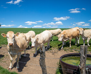 Wall Mural - blonde d'aquitaine cows in a pasture with fence and waterplace