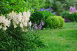 white astilbe blooming in summer. Beautiful garden view with flowers