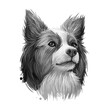 Miniature Australian shepherd, pet originated in USA digital art illustration. Herding working stock dog with long ears. Portrait closeup profile of Aussi canine, animal from United States