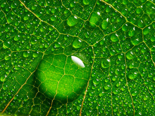 Wall Mural - macrophotograph of a dewy tropical leaf - leaf in the detail