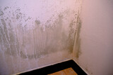 Fototapeta  - Black mold in the corner of the white wall. Macro mildew in the apartment. Humidity in the room