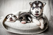 portrait of three cute husky puppies
