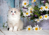 Fototapeta Zwierzęta - kitten adorable beautiful  baby animal regdoll cat breed
