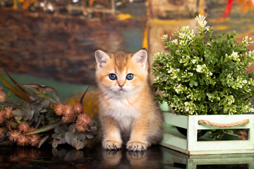 Fototapete - ginger kitten sits and looks at the camera, british chinchilla.next to plants