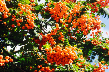 Wall Mural - Rowanberry tree texture. Orange berries background. Fruits used to make liquor. Ashberry on a tree closeup. Mountain Ash berries in garden.