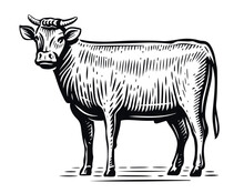 Bull Standing In Full Length, Side View In Sketch Style. Hand Drawn Farm Animal Vintage Vector Illustration