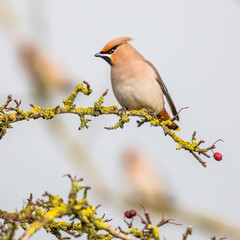 Sticker - Bohemian waxwing feeding on red berries in tree