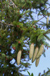 fresh, young cones of spruce tree over August blue sky