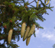 closeup of young cones of spruce tree over August sky