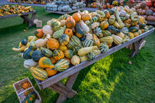 Lots Of Colorful Pumpkins Ornamental Gourds On A Table Outdoors For Sale At A Farm During October