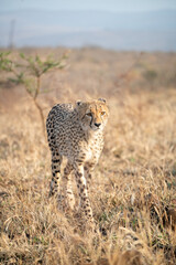 Sticker - Portrait of a cheetah in South Africa