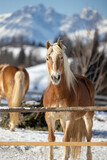 Fototapeta Londyn - Haflinger horses in winter landscape, Tirol - Austria
