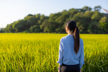 Wall Mural - Woman look at the paddy rice field