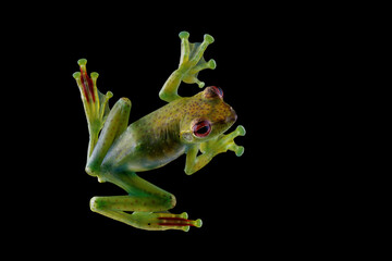 Wall Mural - Zhangixalus dulitensis Climbing on glass, Indonesian tree frog, Rhacophorus dulitensis or Jade tree frog closeup