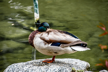 Sticker - Duck sleeping near pond in California