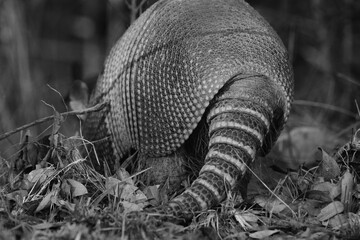Wall Mural - Nine-banded armadillo shell closeup walking away in Texas field, black and white.