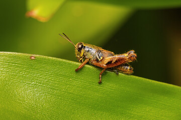 Wall Mural - Grasshopper small on a leaf