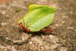 Leaf Cutter Ant marching with leaf