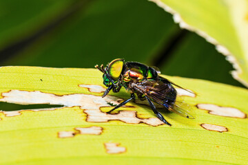 Wall Mural - Green bug with vibrant colors