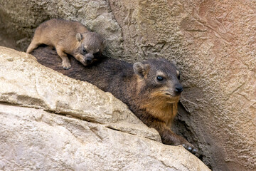 Poster - Young Hyrax animal in the stones