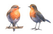 Handdrawn set of european robin bids