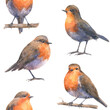 Seamless pattern with european robin bids