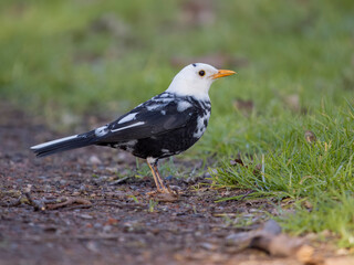 Sticker - Blackbird, Turdus merula